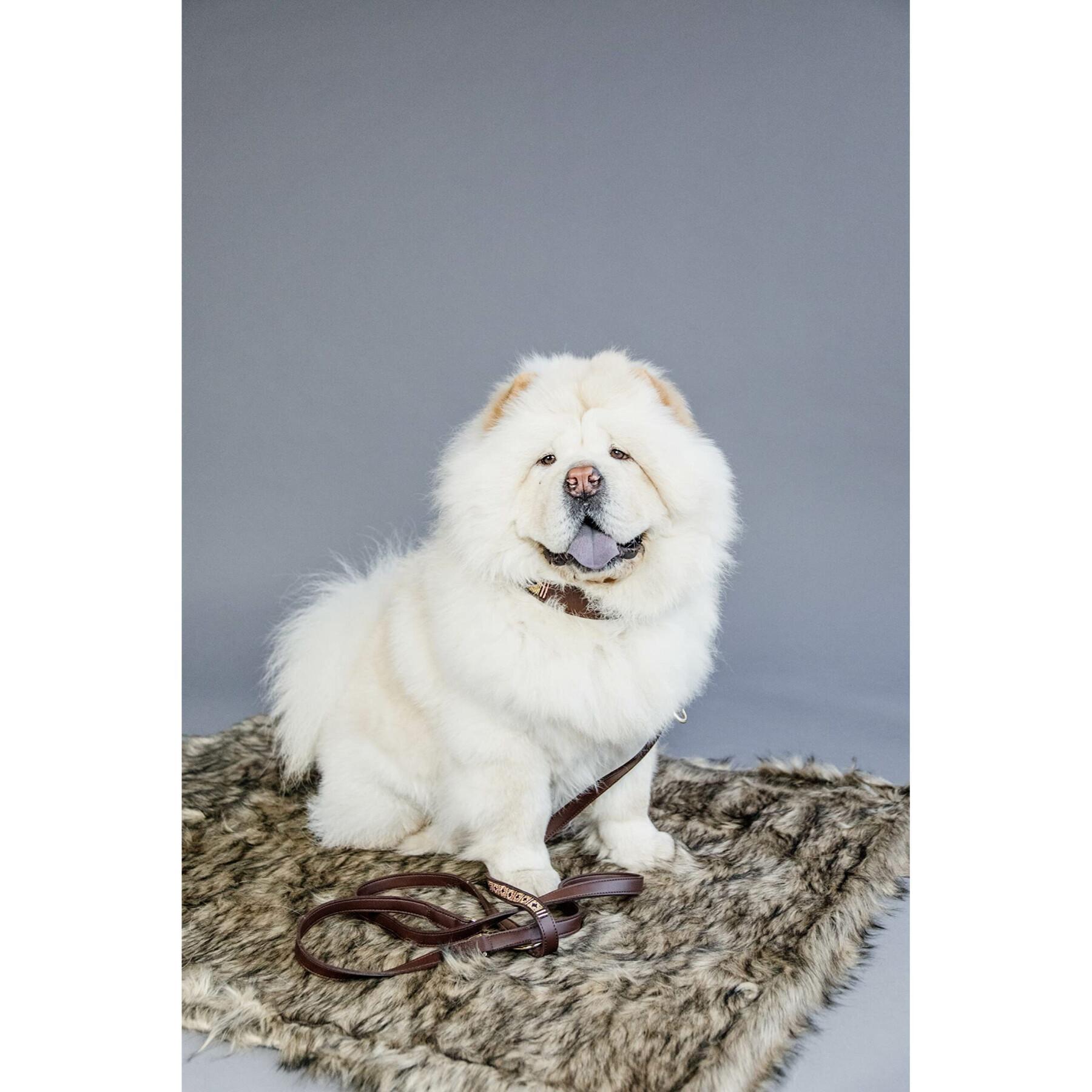 Hundeleine mit handgefertigten Perlen Kentucky 250cm