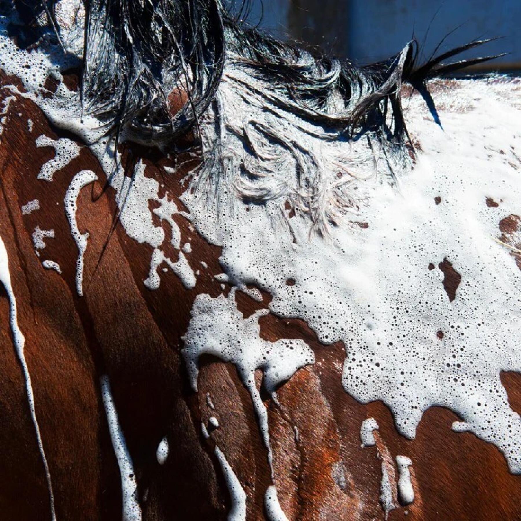 Shampoo für Pferde Foran Equine Bodywash 1 L