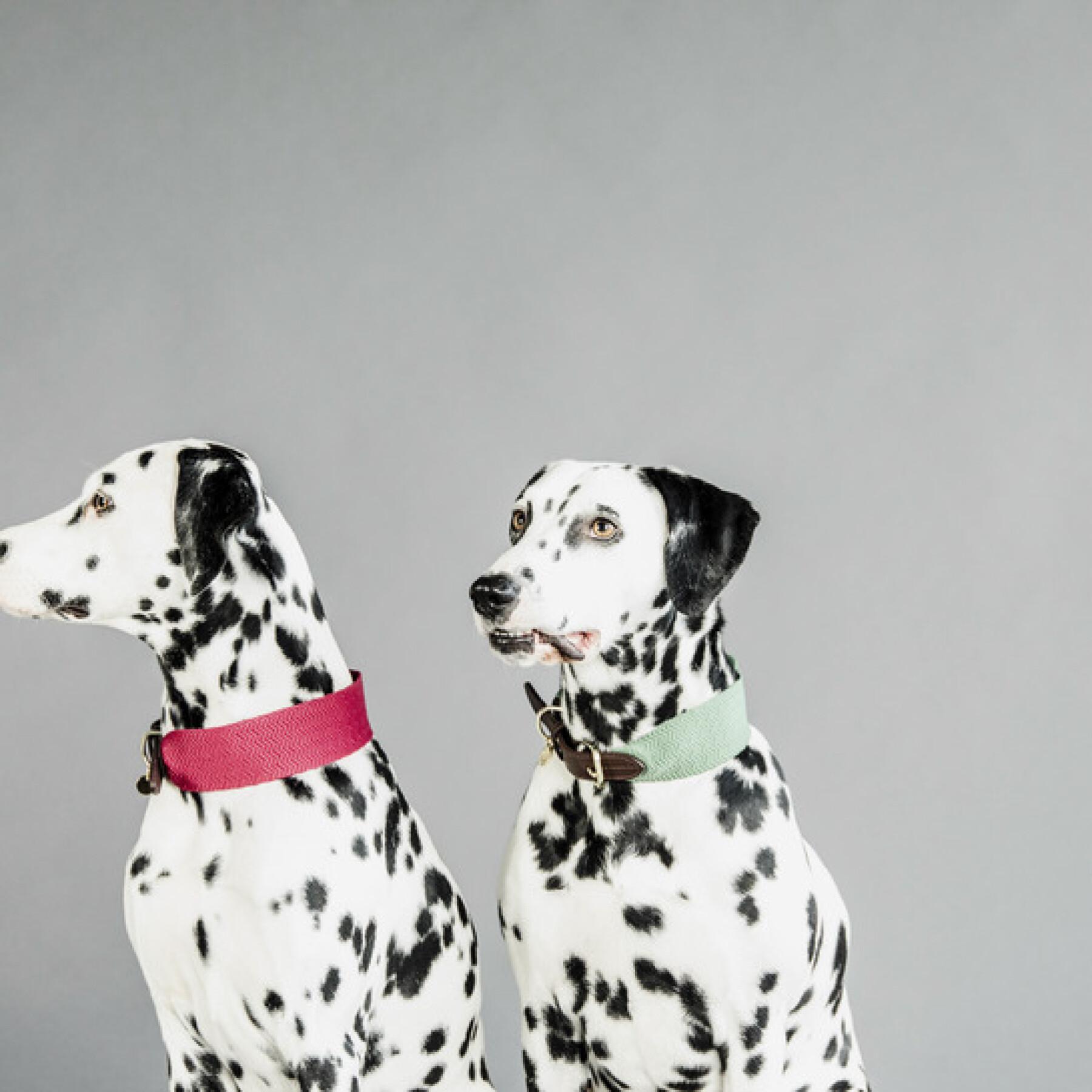 Hundehalsband Kentucky Jacquard