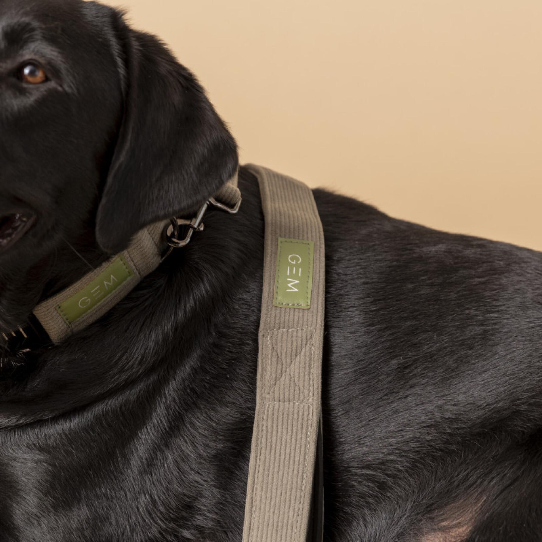 Packung Halsband & Leine für Hunde GEM