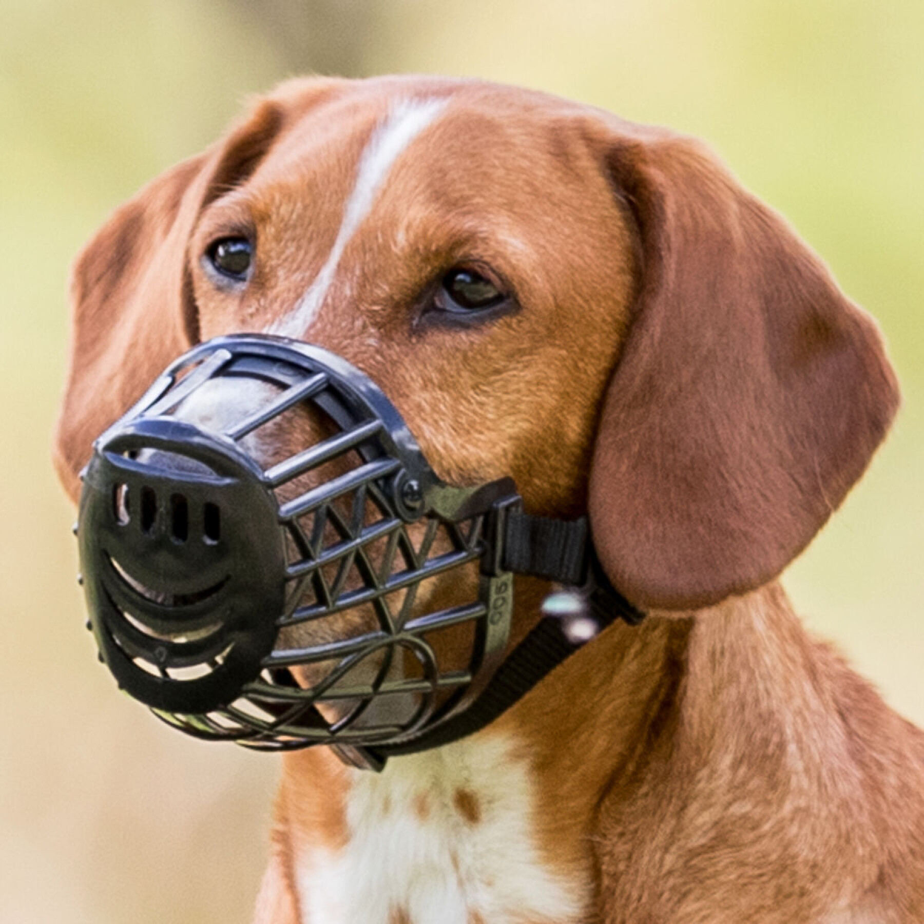 Maulkorb für Hunde aus Kunststoff Trixie (x2)