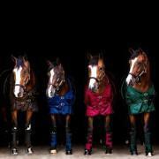 Gamaschen für Pferde Back on Track royal