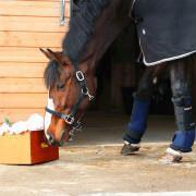 Stallgamaschen für Pferde Back on Track Royal