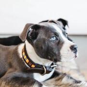 Hundehalsband mit handgefertigten Perlen Kentucky