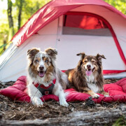 Campingdecke für Hunde Kurgo
