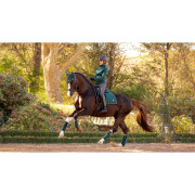 Polobänder für Pferde LeMieux Loire