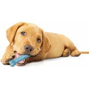 Hundespielzeug Nylabone Puppy Teething Dental Chew - Blue Chicken XS